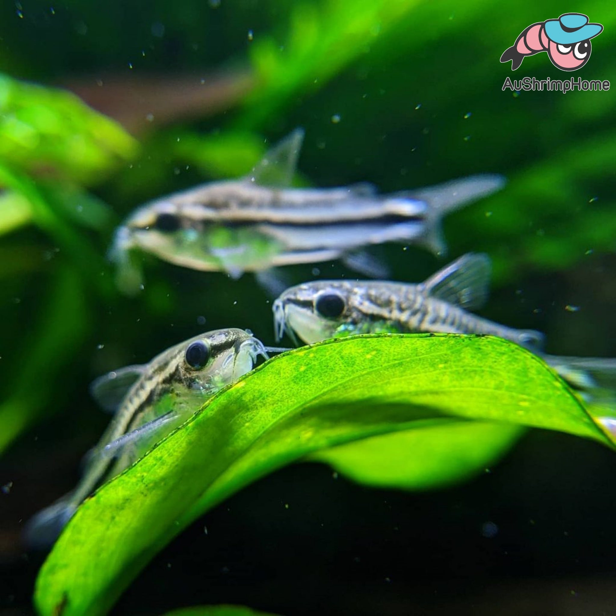 Corydoras pygmaeus Live Aquarium Fish for Sale Australia