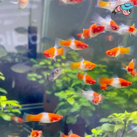 Swordtail | Santa