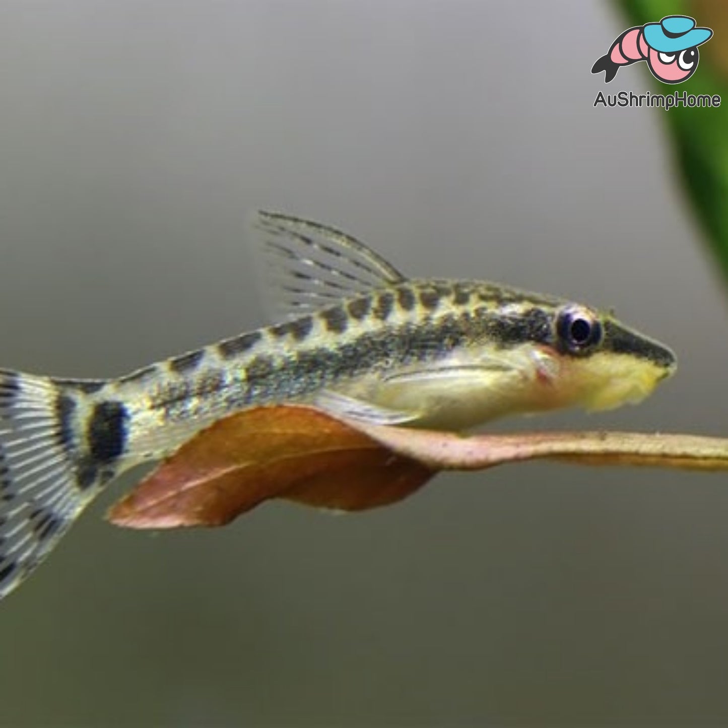 Otocinclus catfish | Live Aquarium Fish for Sale Australia ...