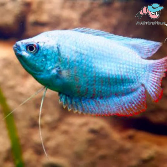 Gourami | Coral Blue