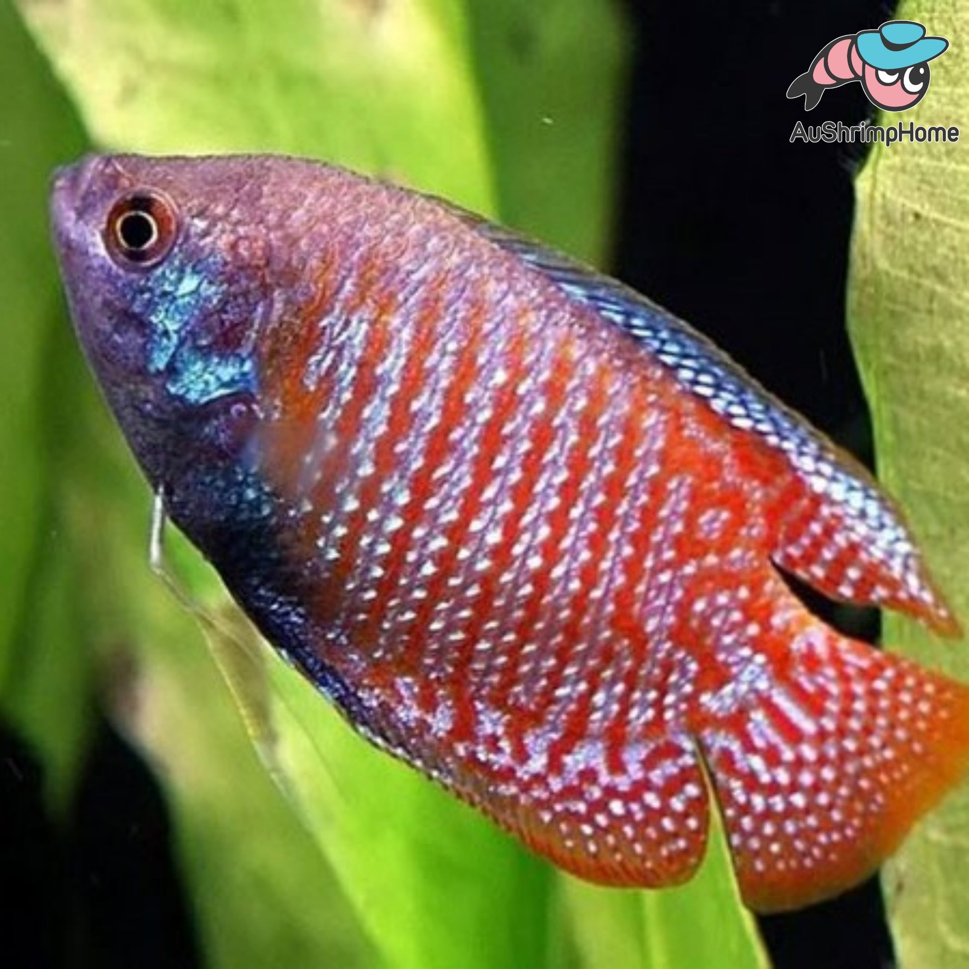 Dwarf Gourami for sale Aquarium Fish for Sale Online Australia