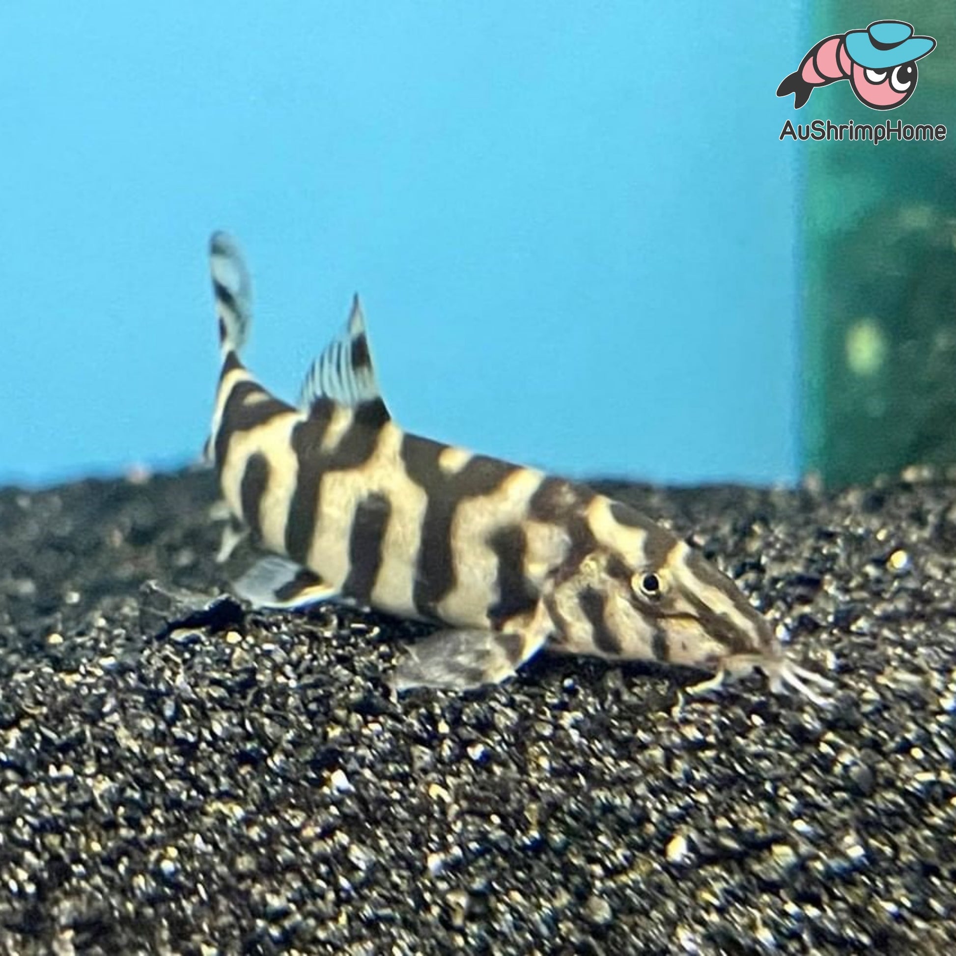 YOYO Loach Pakistani Loach for Sale Buy Fish Online Delivered to DOOR