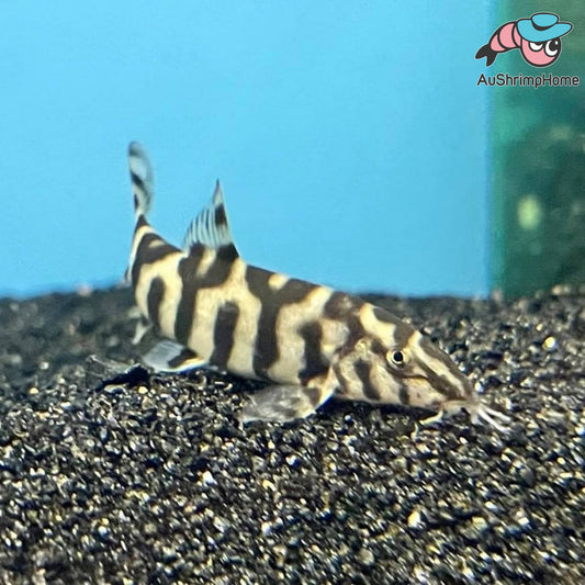 YOYO Loach