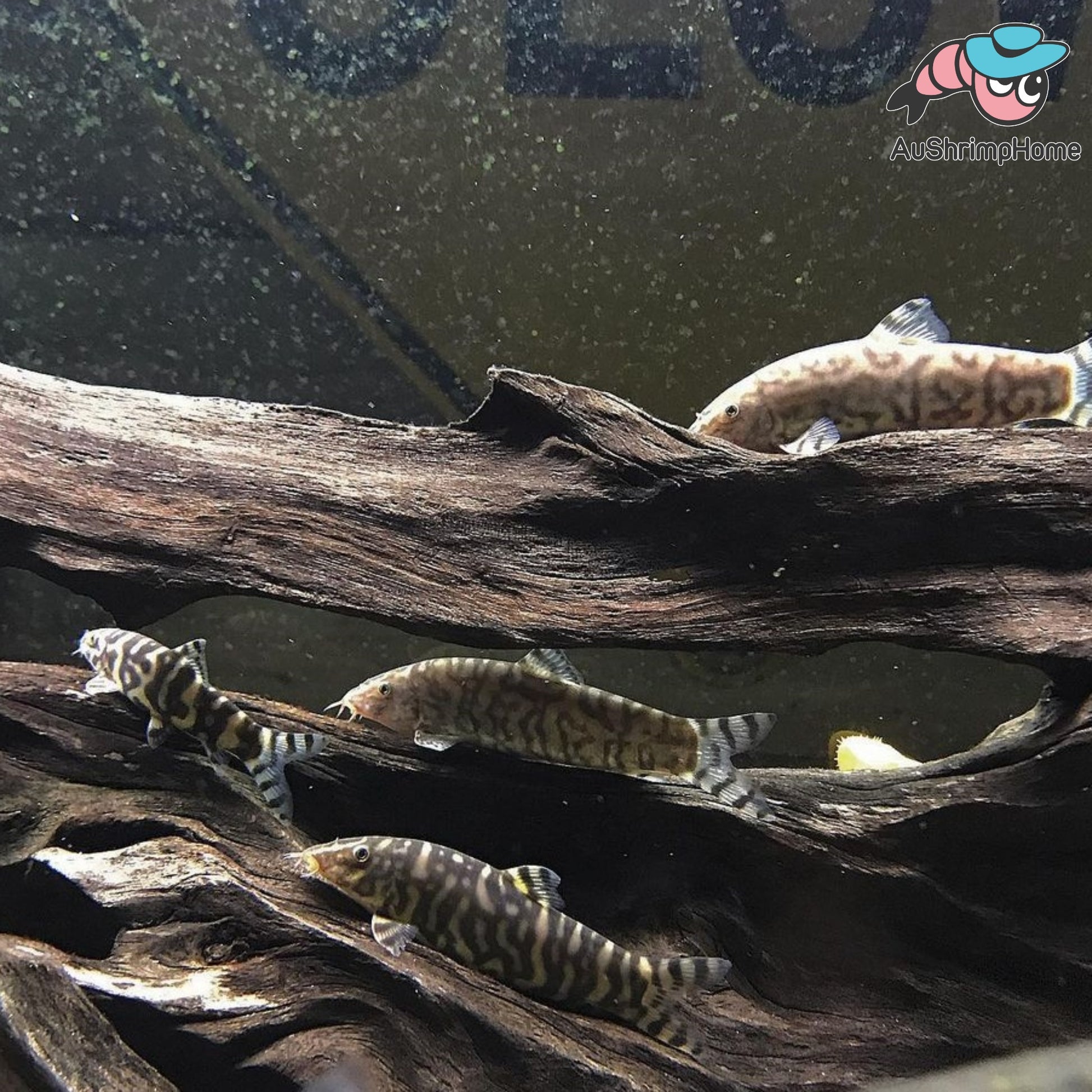 YOYO Loach Pakistani Loach for Sale Buy Fish Online Delivered to DOOR