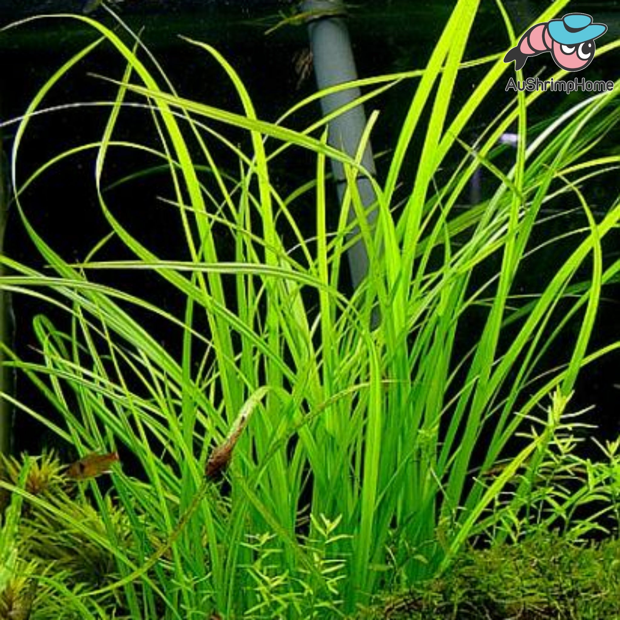 Aziatische Aquariumplanten | Natuurlijke Balans in je Aquascape Aziatische Aquariumplanten | Natuurlijke Balans in je Aquascape