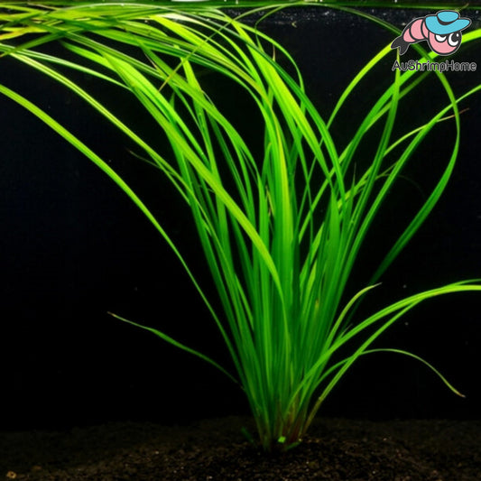 Narong | Cyperus helferi