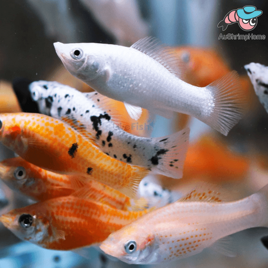 Assorted Molly/Swordtail