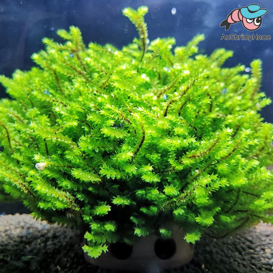Hookeriaceae Moss | Extremely Rare
