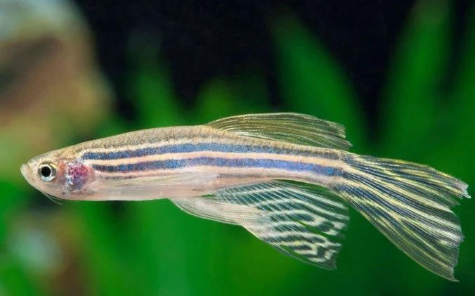 Assorted Leopard Danio | Longfin