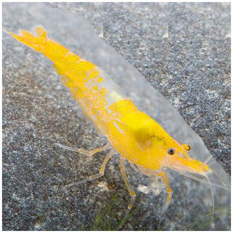 Yellow Rili | Low/Medium Grade