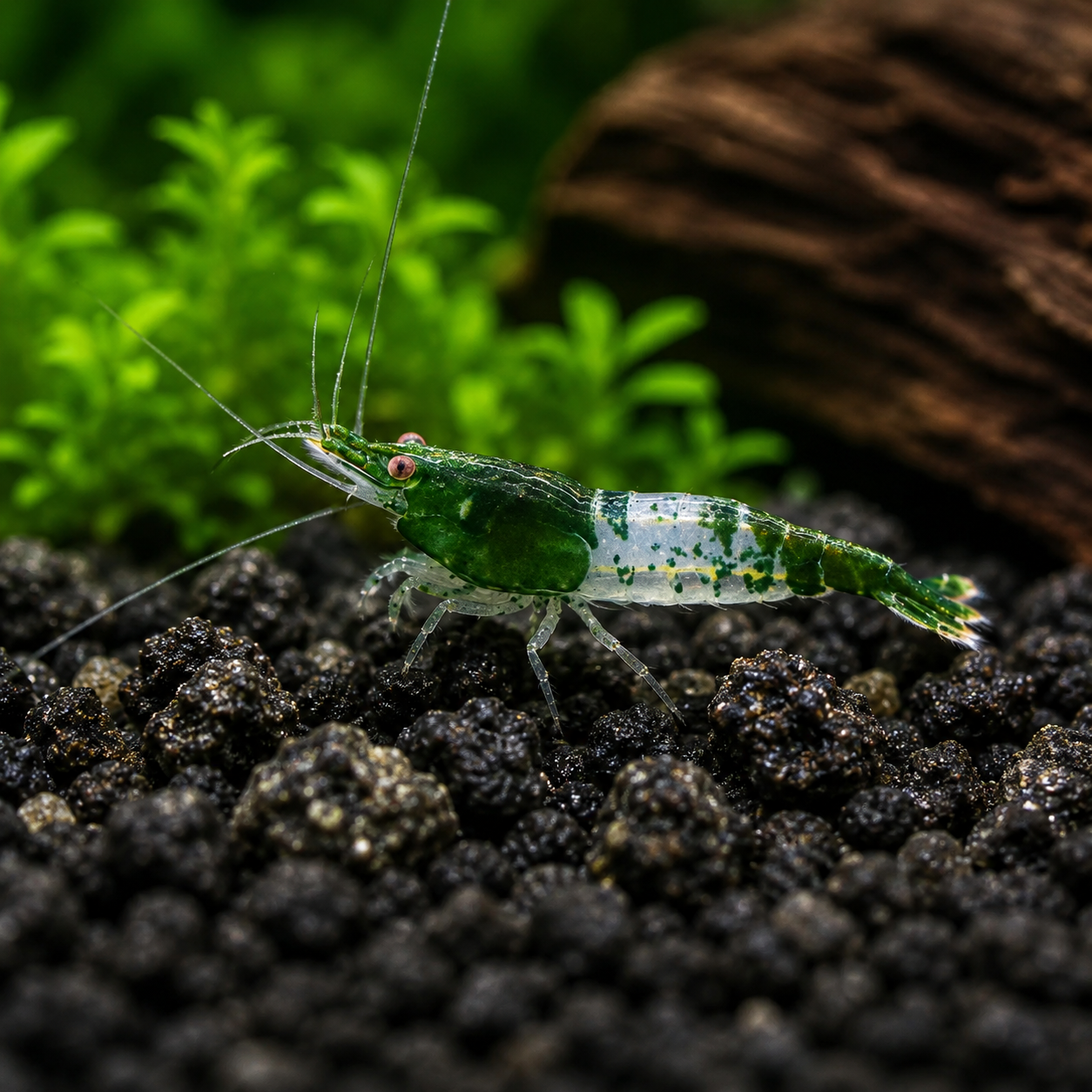 Green Rili | Super Rare