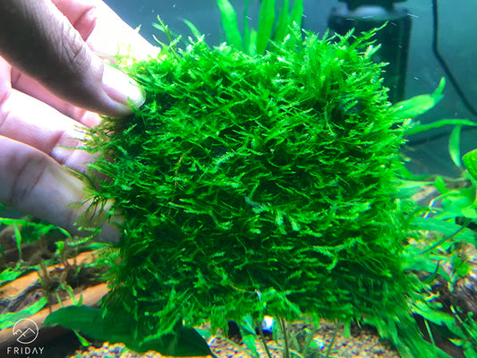Taiwan Moss | Taxiphyllum alternans