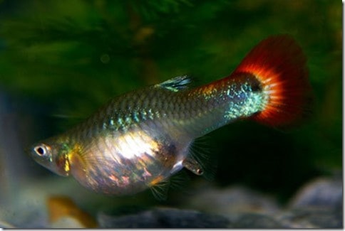 Assorted Indo Guppies | Female