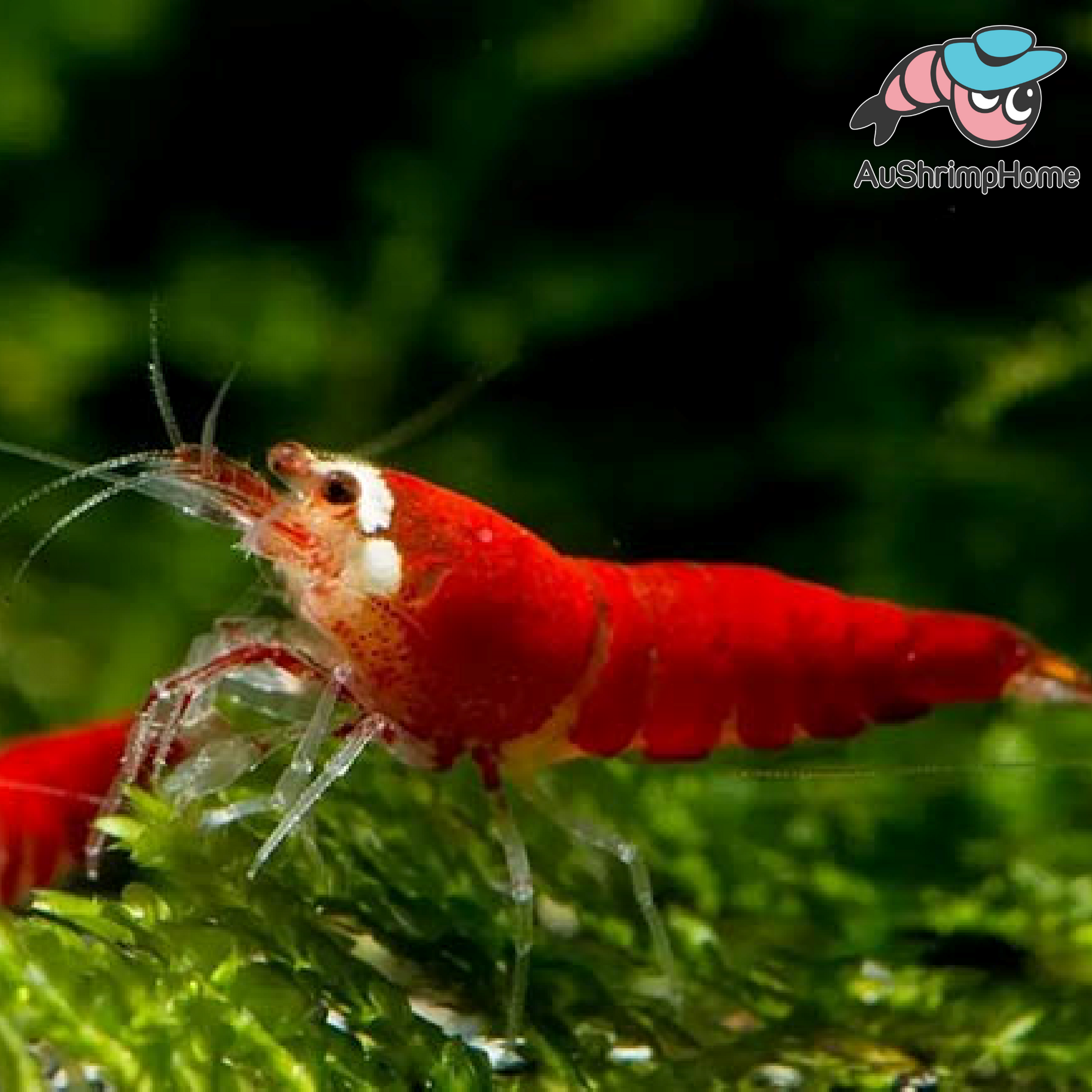 Super Red Crystal Santa Claus Shrimp Aquarium Freshwater Shrimp