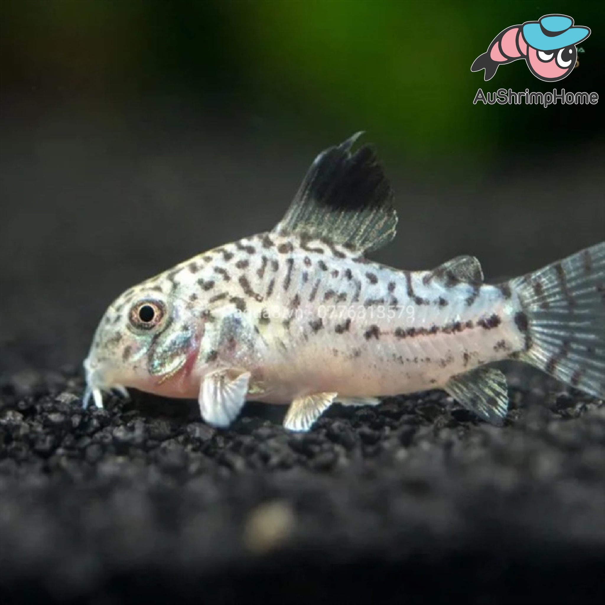 Buy Corydoras Cory Fish Online Australia | Cory Julii Catfish for Sale ...
