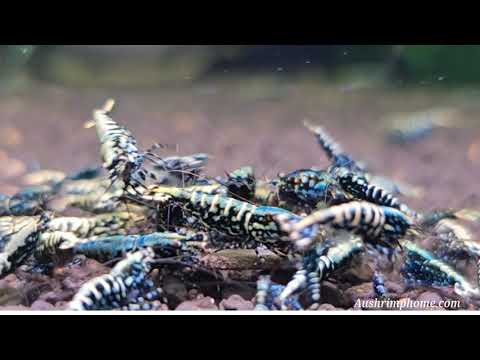 Black Galaxy Fishbone Snowflake Shrimp | Galaxy Shrimp for