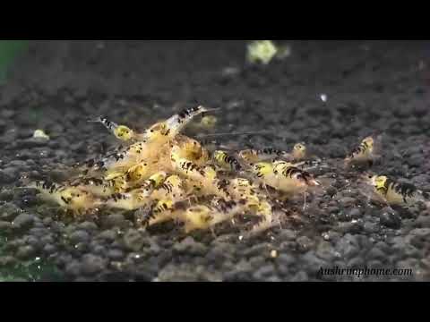 Black Dragon  |  Flash Sale!!