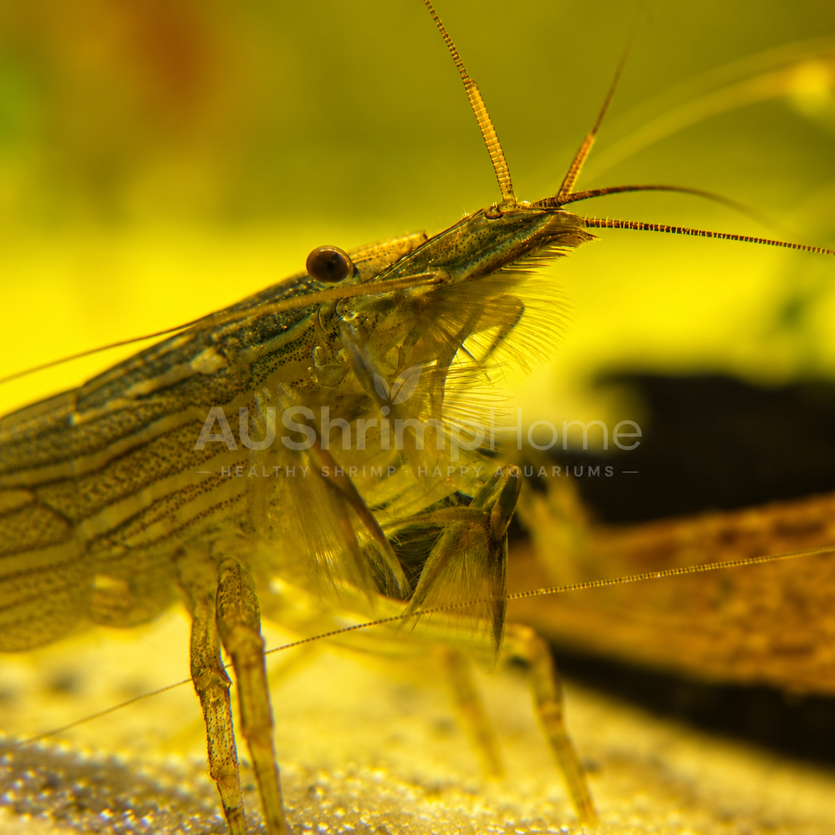 Australian Riffle Shrimp | Native Freshwater Aquarium Shrimp