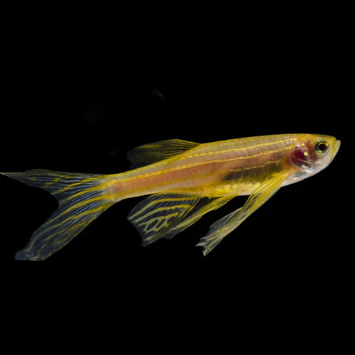 Assorted Leopard Danio | Longfin