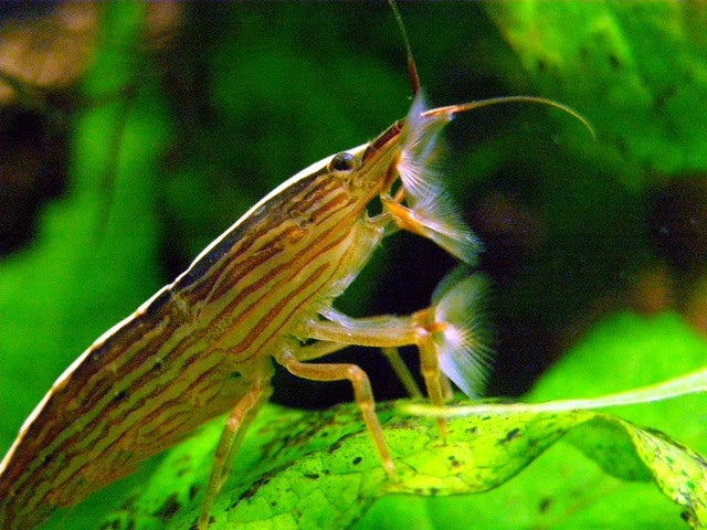 Australian Riffle Shrimp | Native Freshwater Aquarium Shrimp