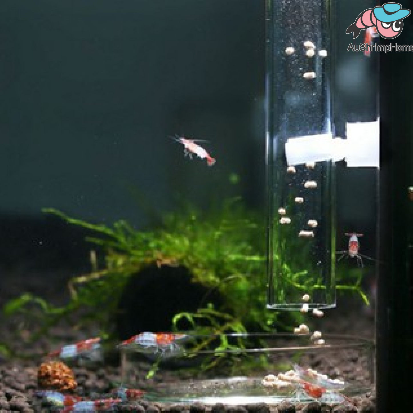 Shrimp/Fish/Coral Feeding Tube | 20,28,35cm