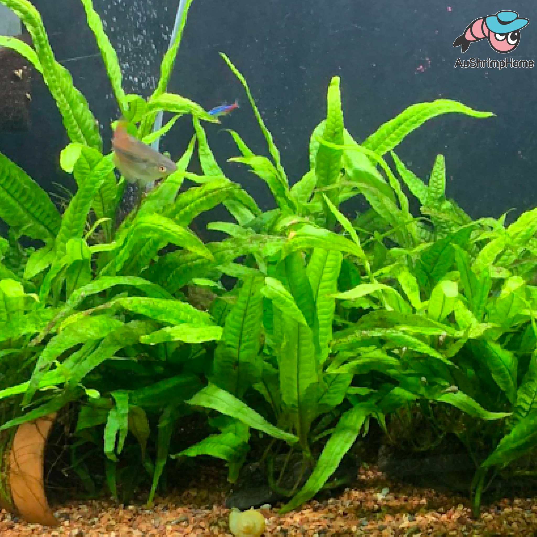 Java Fern | Aquarium Fern and Aquatic Plant Australia for Sale ...