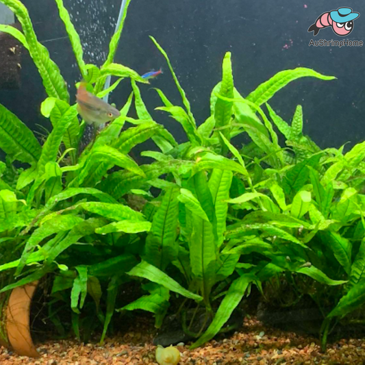 Mini Java Fern Indo | Small Leave