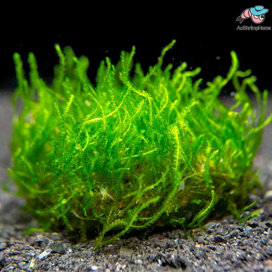 Flame Moss | Taxiphyllum sp. 'Flame'