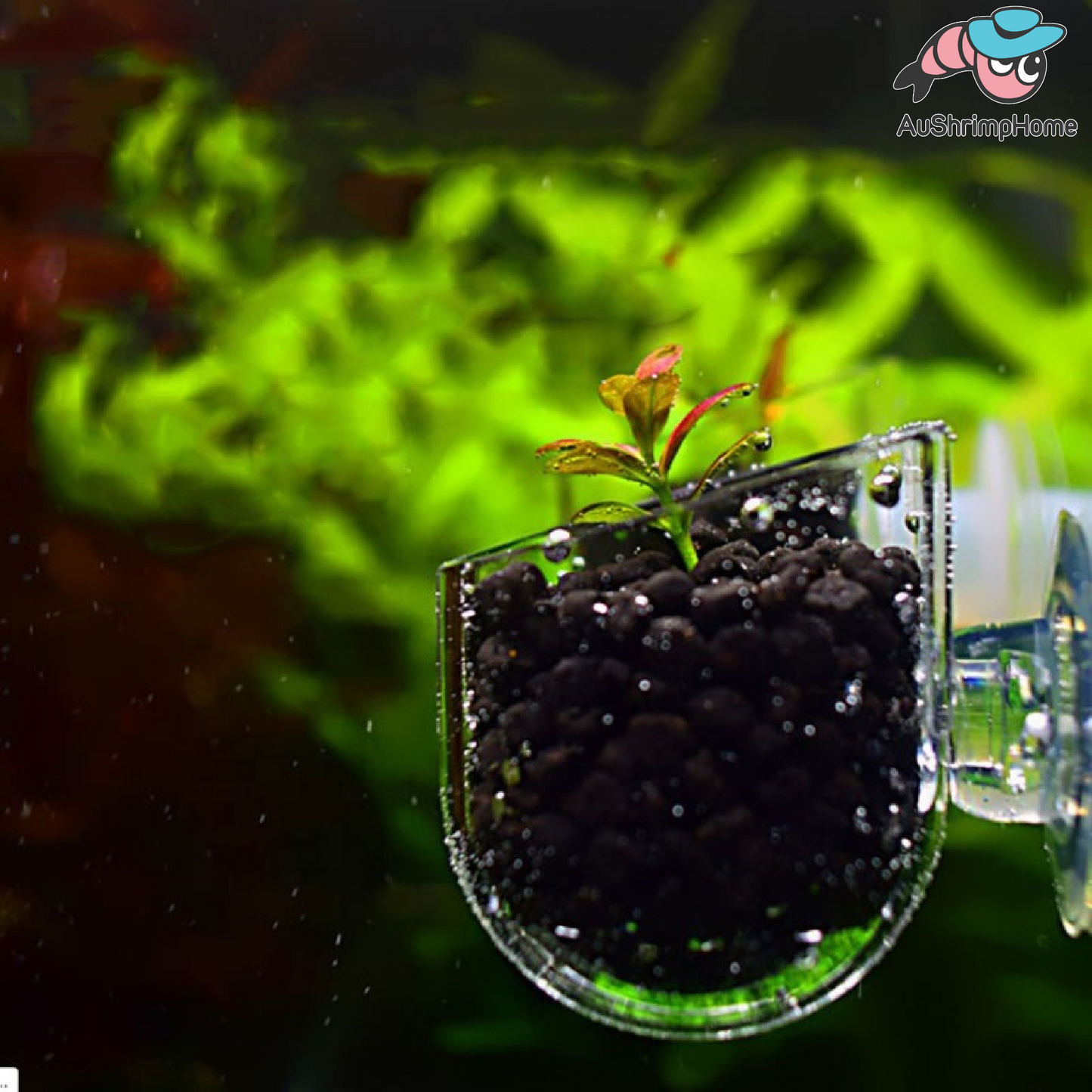 Mini Acrylic Pot | Cup for Plant