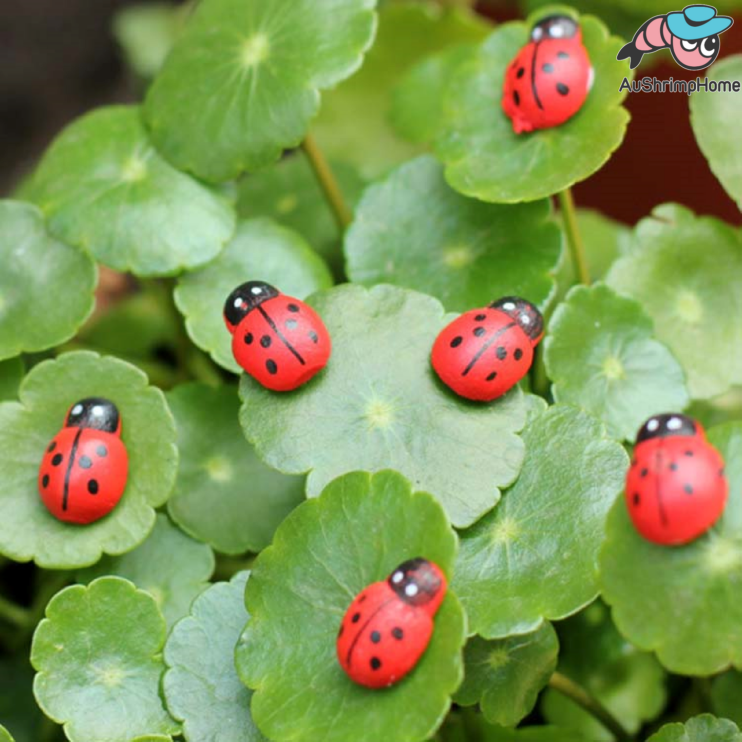 5x Mini Ladybug