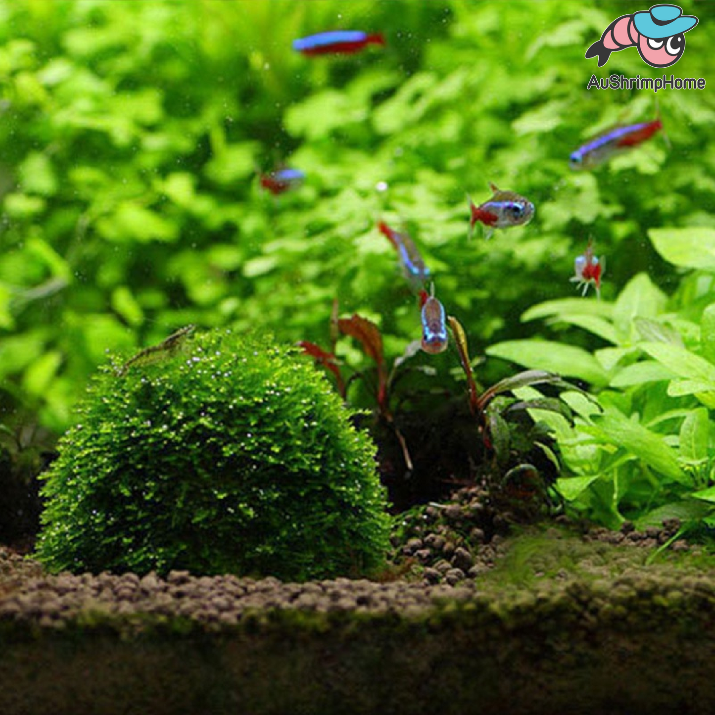 Moss Ball Dome Holder | Marimo Filter