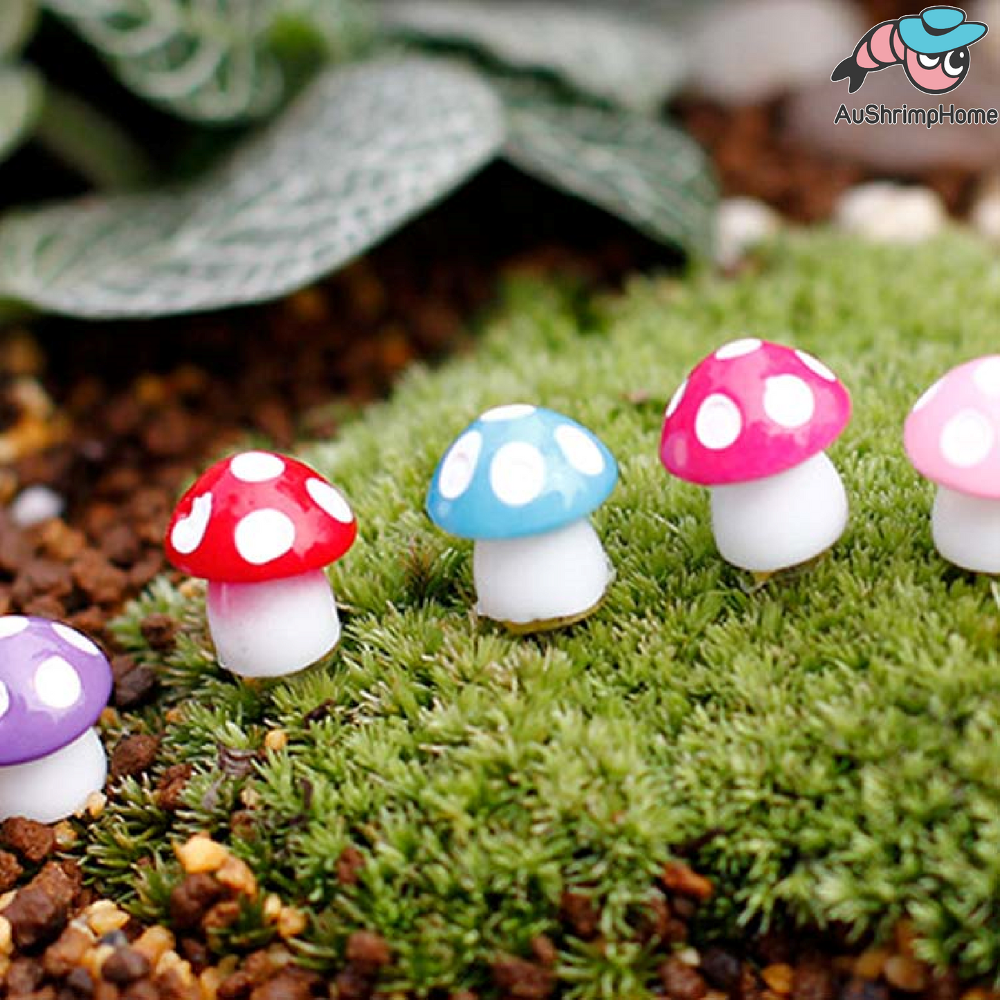 Mushroom Collection | Set of 3