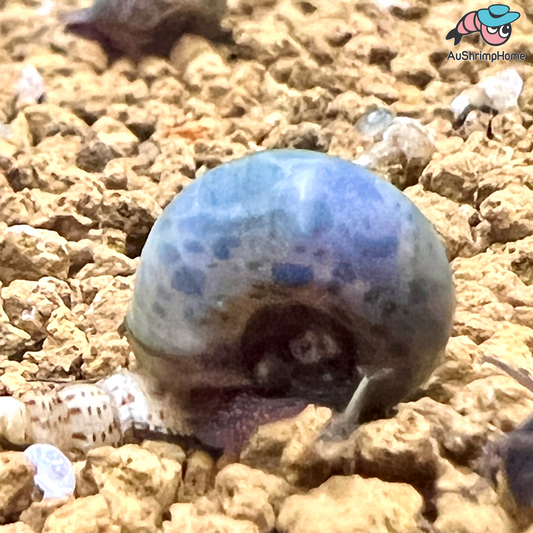 Spotted Blue Ramshorn Snail | Algae-eating Snail