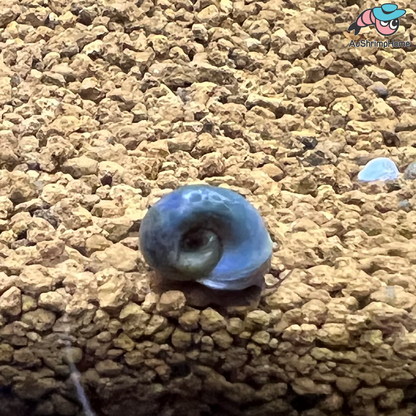 Spotted Blue Ramshorn Snail | Algae-eating Snail