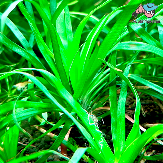 Eriocaulon sp. Goias