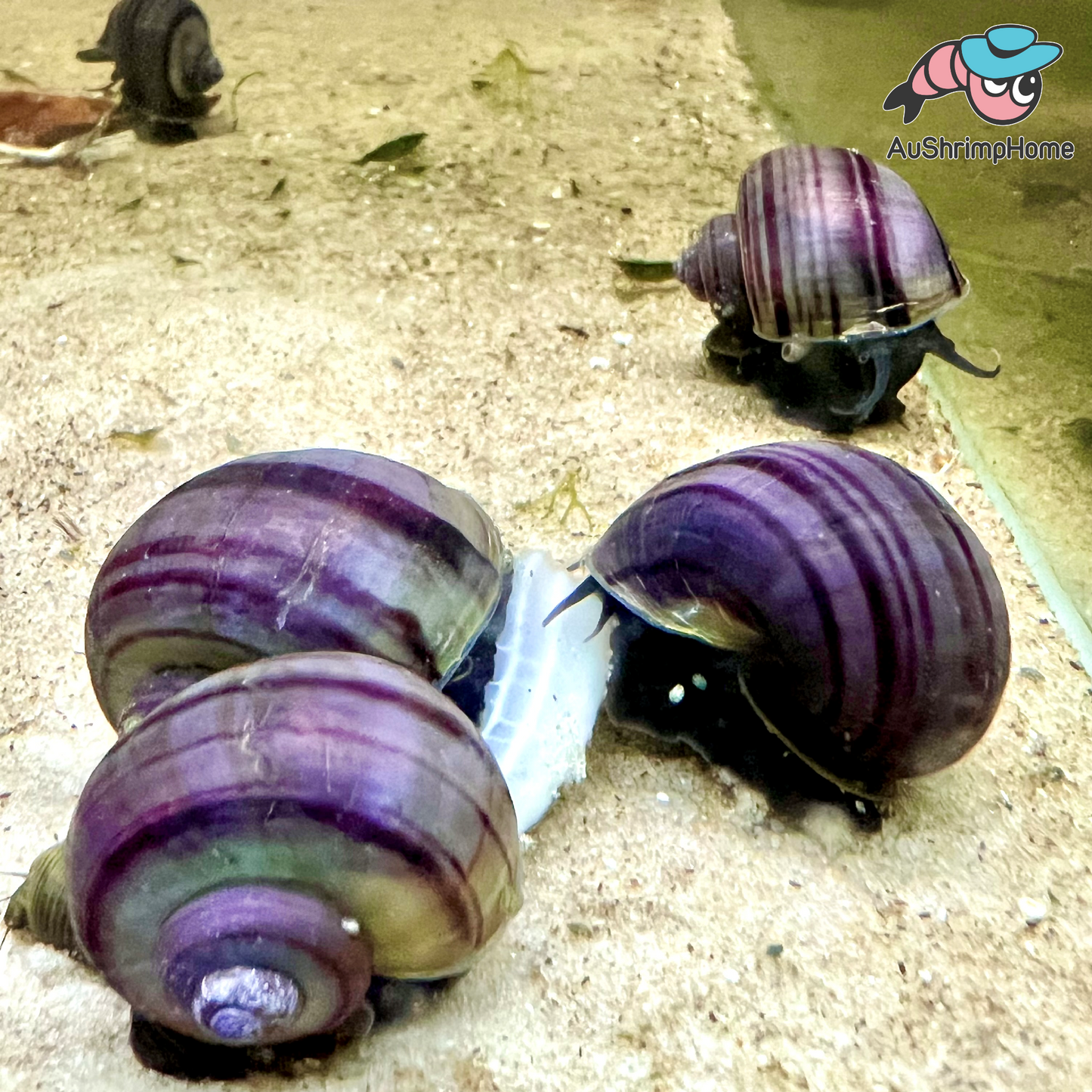 Mystery Snail | Purple