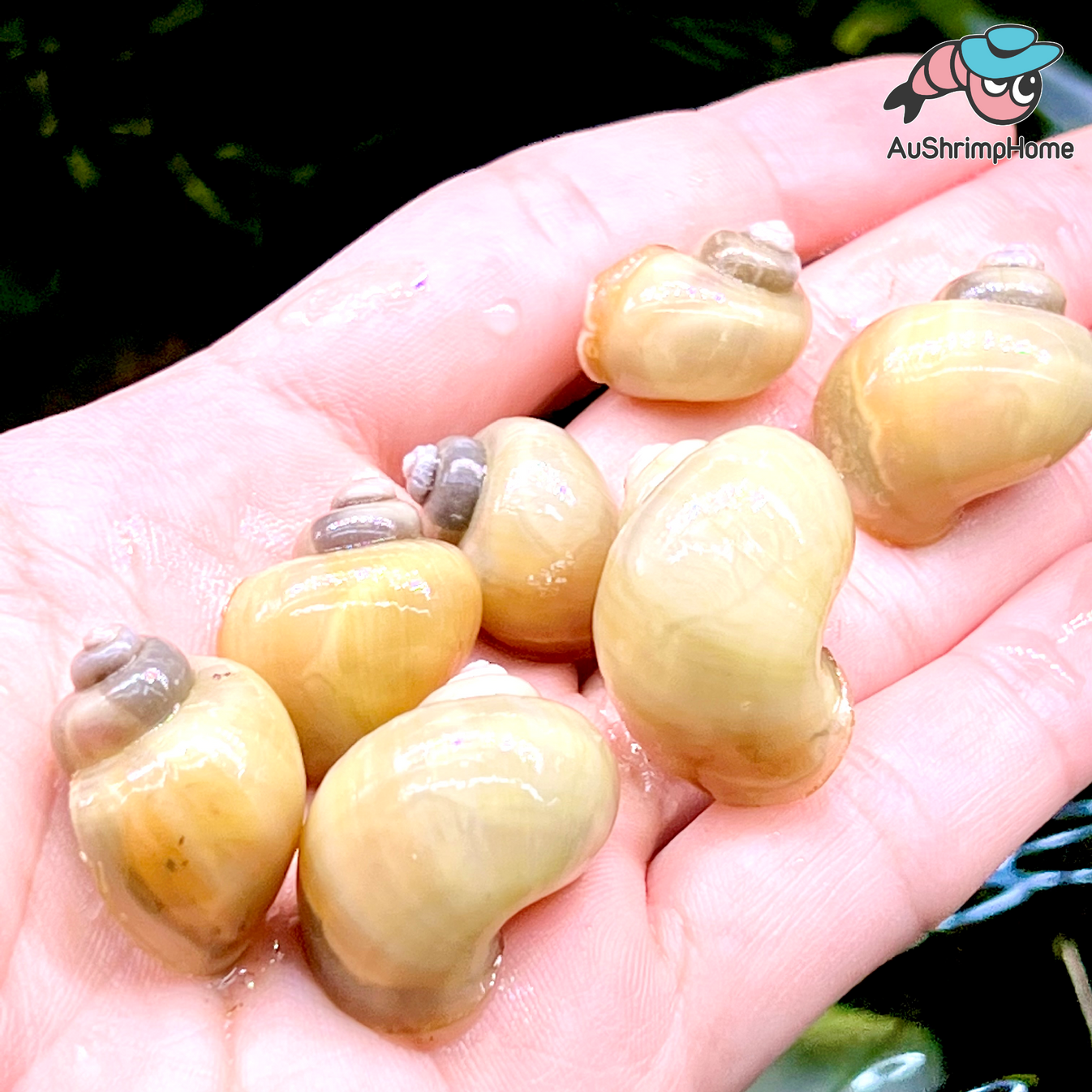 Colorful Mystery Snails for Sale Blue, Gold, Ivory, and More