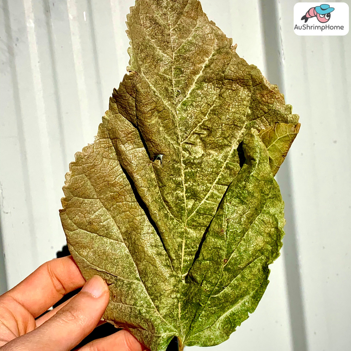 Dry Mulberry Leaves | Organic Food Source