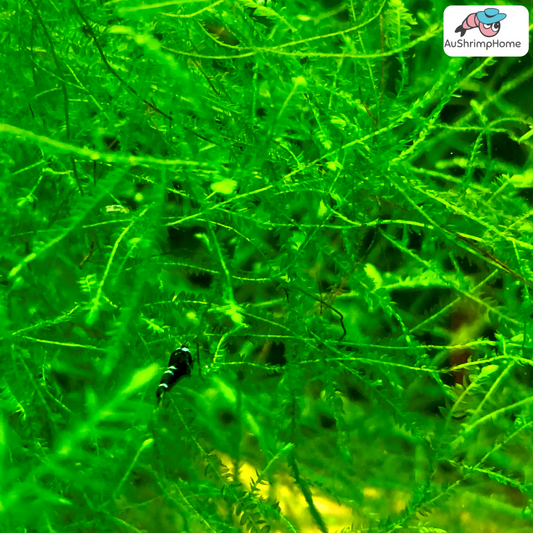 Java Moss | Taxiphyllum barbieri