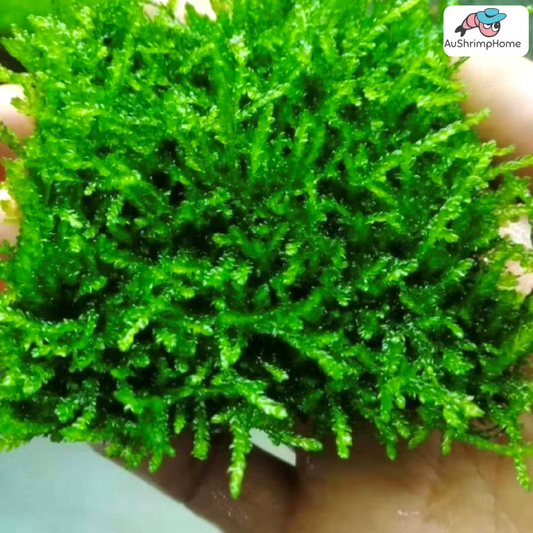 Christmas Moss | X-mas Moss