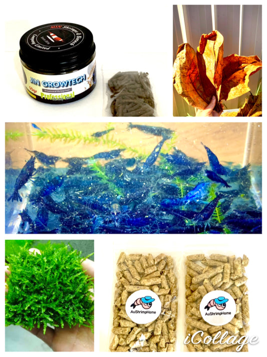 Blue Diamond Package | 10 Blue Diamond Shrimps and Essential Stuff