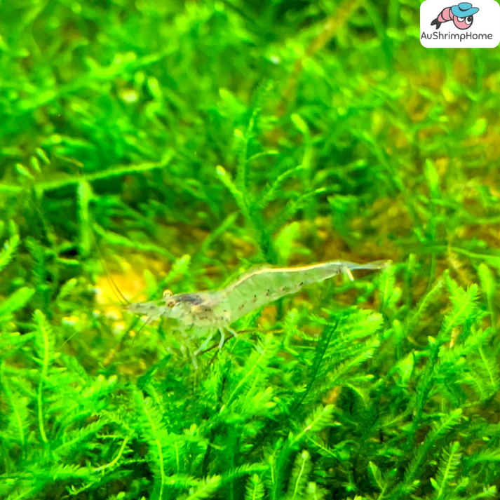 Glass Shrimp Ghost Shrimp for Sale Australia AuShrimpHome