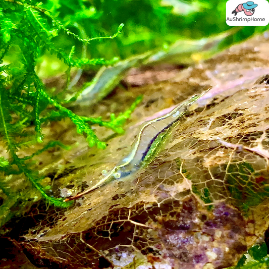 Red Nose | Best Algae Eater