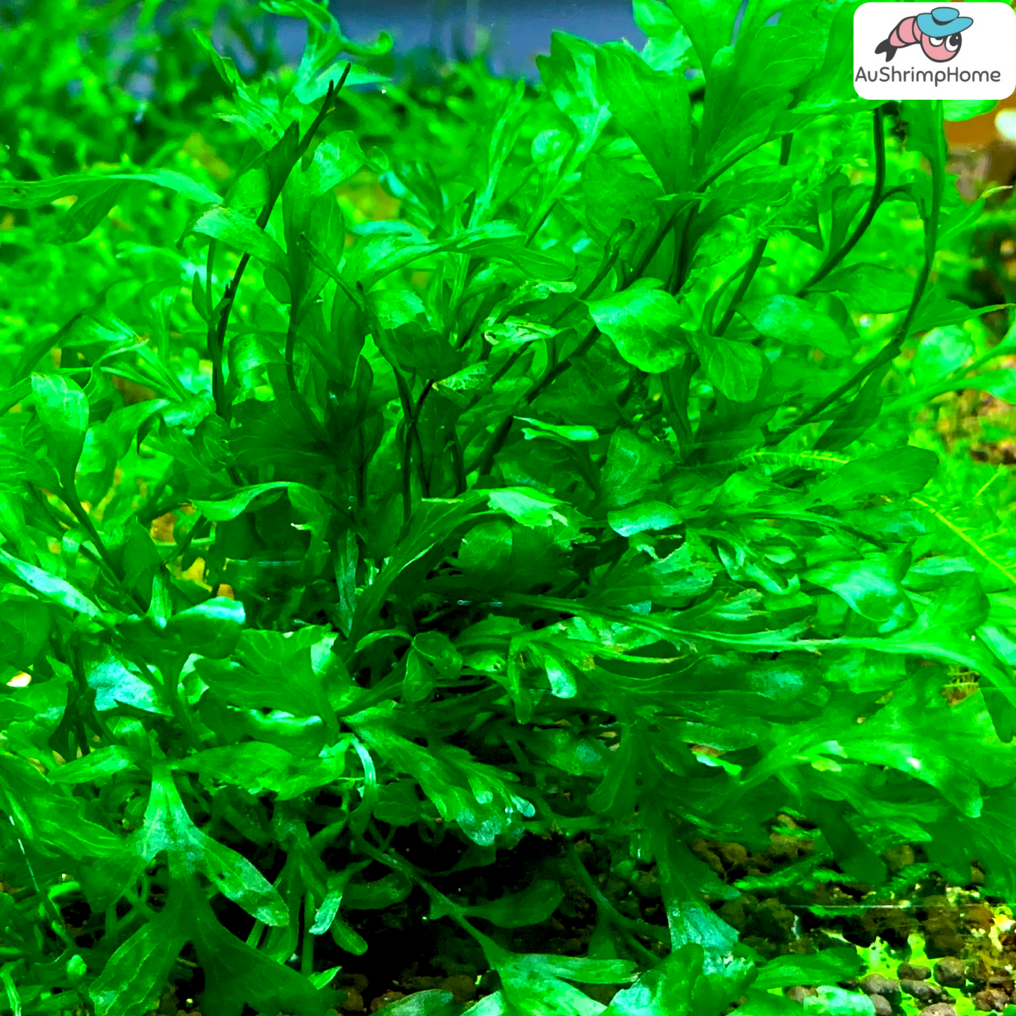 Mini Bolbitis Heudelotii | African Water Fern