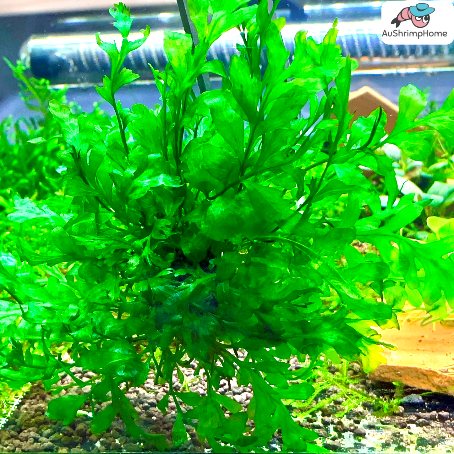 Mini Bolbitis Heudelotii | African Water Fern