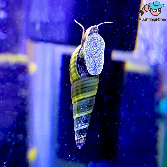 Sulawesi Rabbit Snail | Green Shell