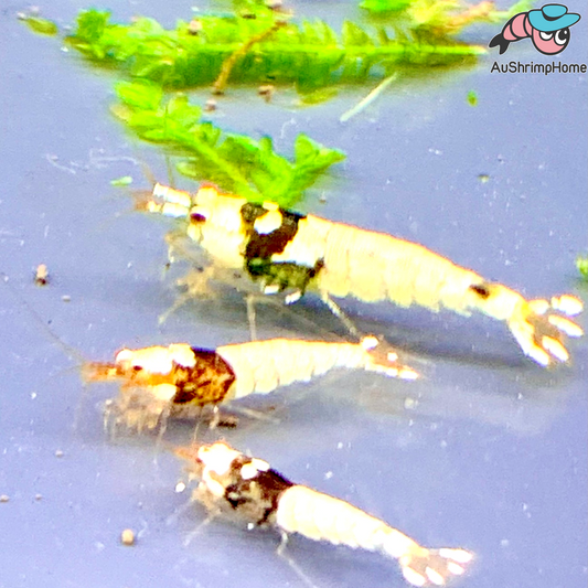 Mischling Caridina