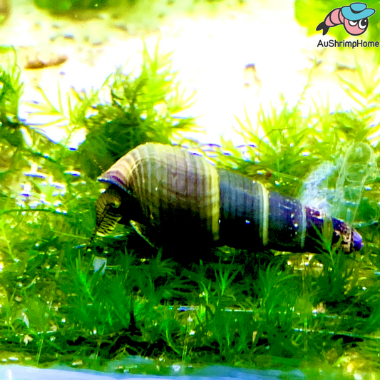 Sulawesi Rabbit Snail | Green Shell