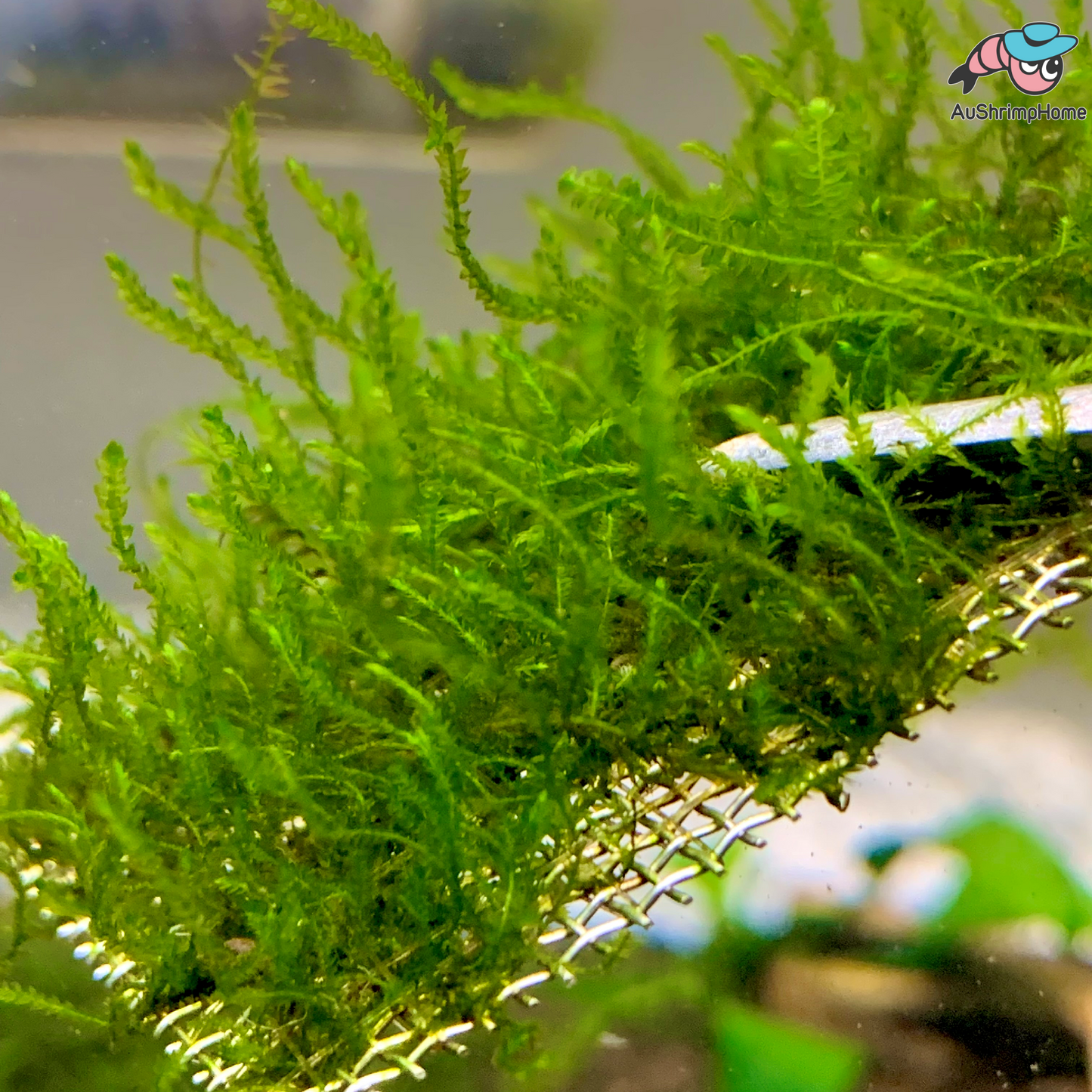 Flame Moss | Taxiphyllum sp. 'Flame'