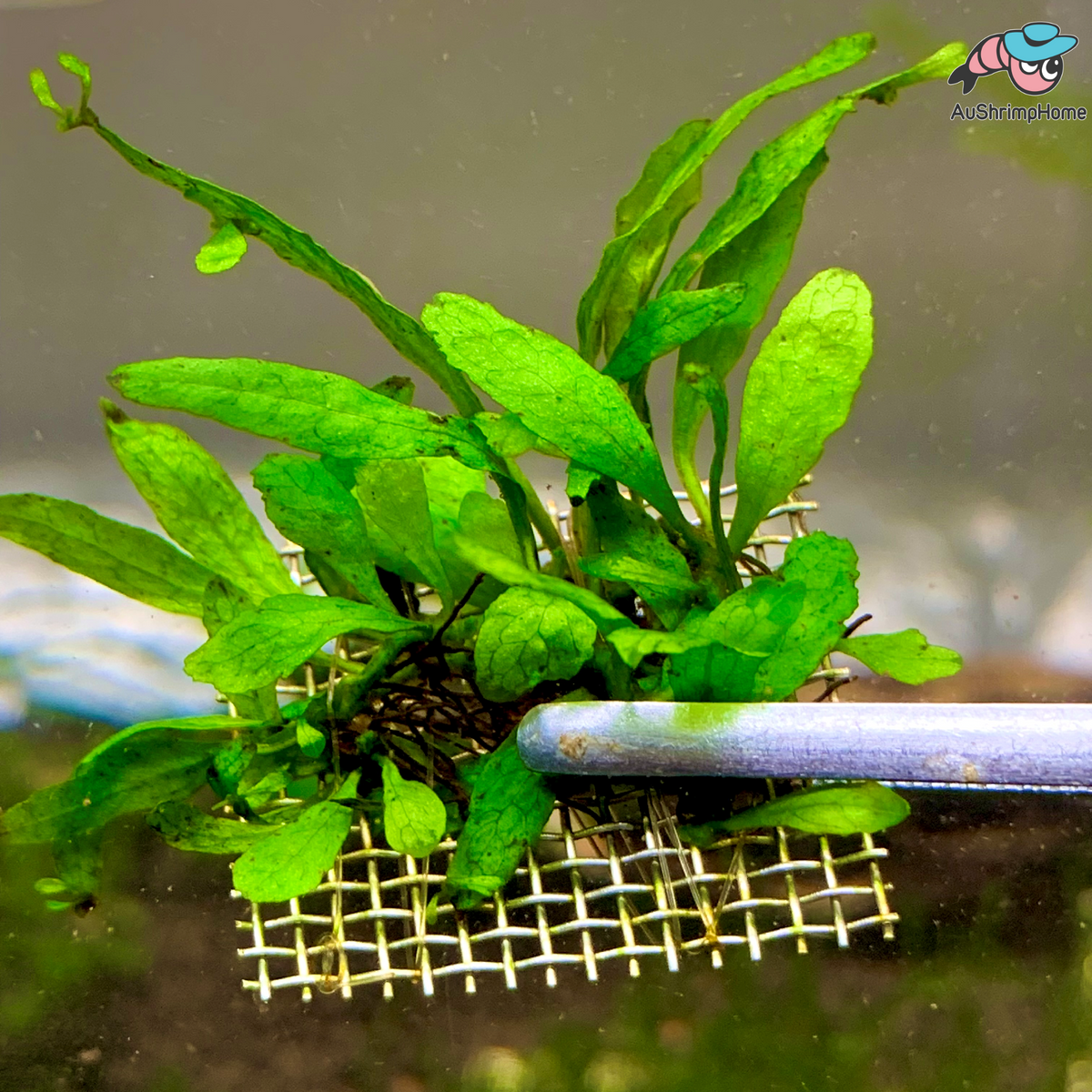 Micro Java Fern | Mini Java Fern Aquatic Plant Australia | AuShrimpHome ...